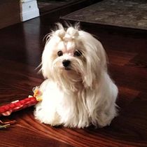 Работа участника