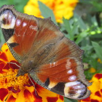 Работа участника