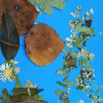 конкурс детских рисунков, Всероссийский творческий конкурс «Осенний натюрморт»