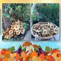 конкурс детских рисунков, Всероссийский творческий конкурс «Дары осени»